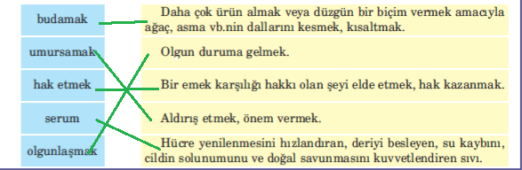 5. Sınıf Türkçe Ders Kitabı Cevapları Sayfa 175 Anıttepe Yayınları (Çitlembik Metni)