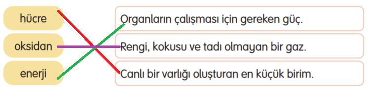 3. Sınıf Türkçe Ders Kitabı Cevapları Sayfa 187 Gizem Yayıncılık (Sağlıklı Bir Hayat İçin Siz De Su İçin Metni)