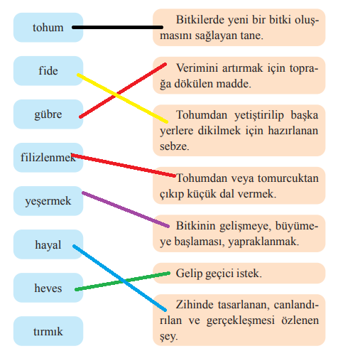 2. Sınıf Türkçe Ders Kitabı Cevapları Sayfa 34 Bilim ve Kültür Yayınları (Bahçeye Ekilen Domatesler Metni)