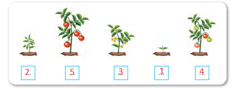 2. Sınıf Türkçe Ders Kitabı Cevapları Sayfa 36 Bilim ve Kültür Yayınları (Bahçeye Ekilen Domatesler Metni)