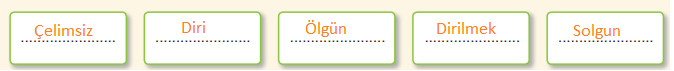 6. Sınıf Türkçe Ders Kitabı Cevapları Sayfa 174 Anka Yayıncılık (Son Martı)