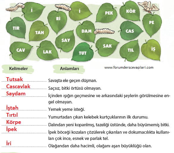 4. Sınıf Türkçe Ders Kitabı Cevapları Sayfa 222 KOZA Yayınları (İpek Kelebeği)